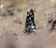 Abantis zambesiaca