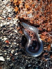 Pachyiulus oenologus