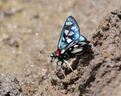 Abantis zambesiaca