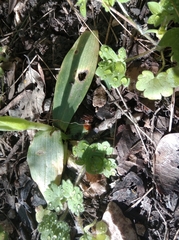 Ophrys sicula