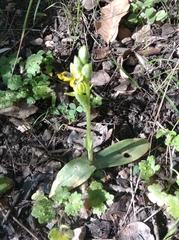 Ophrys sicula