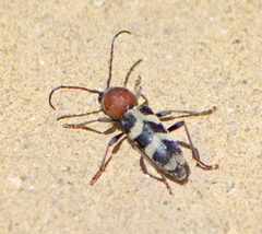 Chlorophorus hungaricus