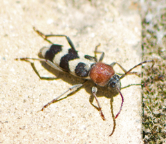 Chlorophorus hungaricus