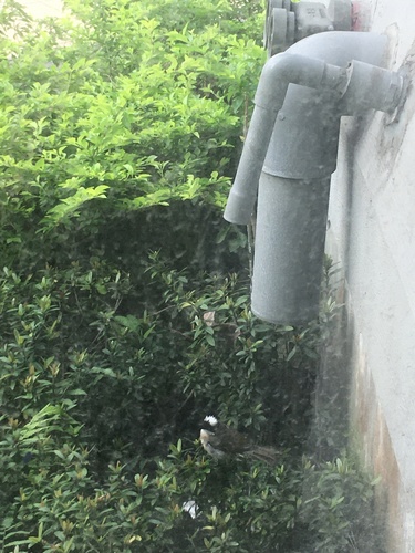 Light-vented Bulbul (Pycnonotus sinensis), photo 9