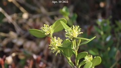 Buxus koreana