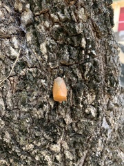Tessaratoma papillosa