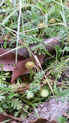 Fabraea rhytismoidea