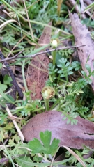 Fabraea rhytismoidea