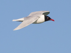 Ichthyaetus melanocephalus