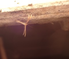 Pterophorus innotatalis