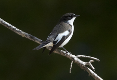 Ficedula hypoleuca
