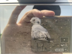 Saundersilarus saundersi