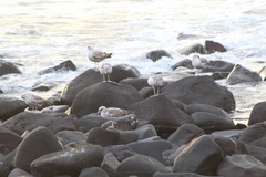 Laridae