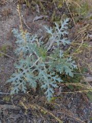 Ehrendorferia chrysantha