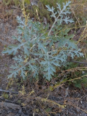 Ehrendorferia chrysantha