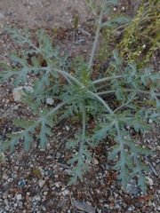 Ehrendorferia chrysantha