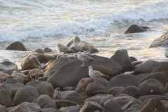 Laridae