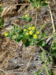 Mentzelia micrantha