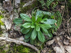 Pseudoturritis turrita