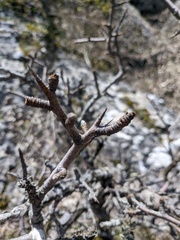 Pyrus elaeagrifolia
