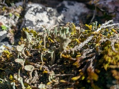 Cladonia deformis
