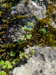 Veronica triloba