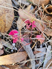 Oxalis