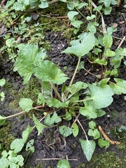 Blitum bonus-henricus