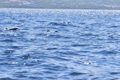 Delphininae