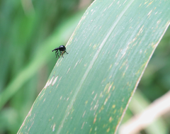 Rhynolaccus formicarius