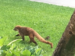 Nasua narica yucatanica