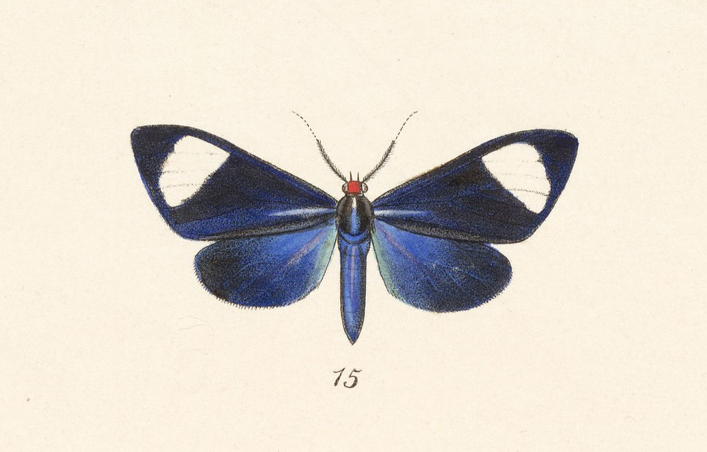 Cyanopepla jalifa
