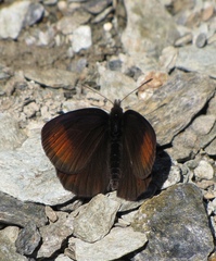 Erebia pluto