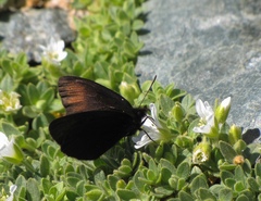 Erebia pluto