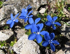 Gentiana bavarica subacaulis