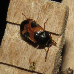 Mycetophagus punctatus
