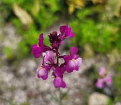 Linaria maroccana