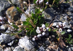 Arabis caerulea