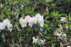 Rhododendron griffithianum