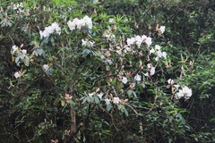 Rhododendron griffithianum