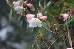 Rhododendron griffithianum