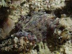 Pseudobiceros fulgor