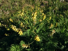 Astragalus penduliflorus
