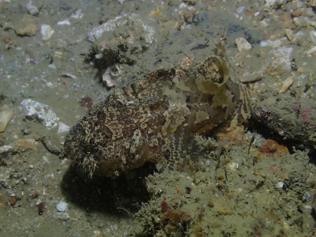 Three-spined frogfish (Batrachomoeus trispinosus) — Batrachoididae