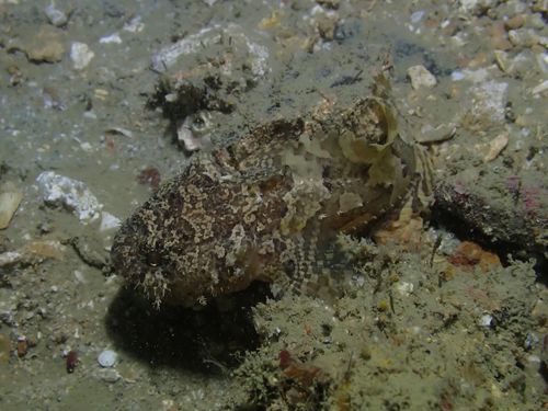 Three-spined frogfish (Batrachomoeus trispinosus) — Batrachoididae