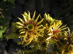 Sempervivum wulfenii