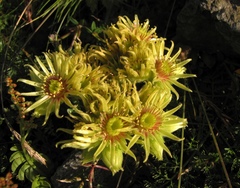 Sempervivum wulfenii