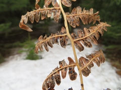 Cryptomycina pteridis