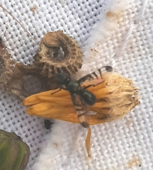 Rivellia syngenesiae