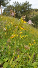 Ophrys sicula